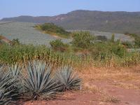 4750 Zacatecas2Guadalajara Maguey